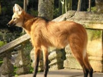 NOMES DE ANIMAIS EM EXTINÇÃO NO BRASIL lobo guara