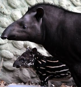 Nome Cientifico: Tapirus terrestris