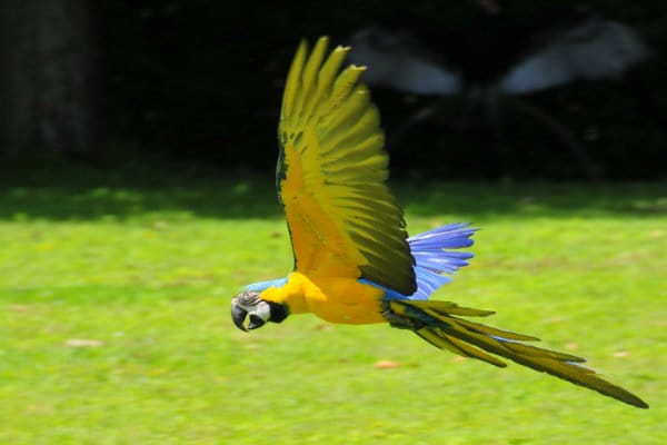 Arara Barriga Amarela.