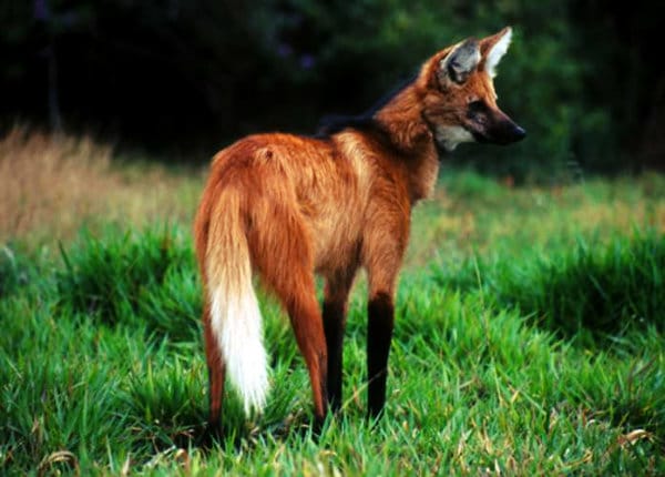 Lobo Guará.