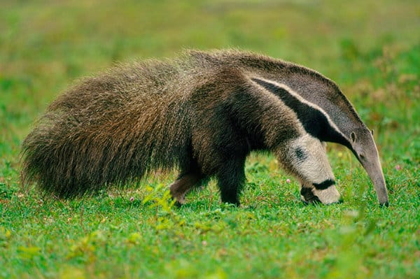 Tamanduá Bandeira.