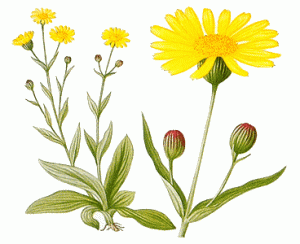 Arnica