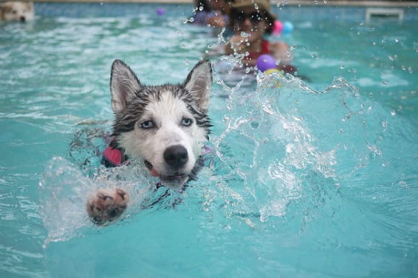 Cão