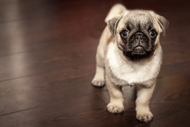 Cachorro com Pânico 