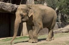 Elefante selvagem