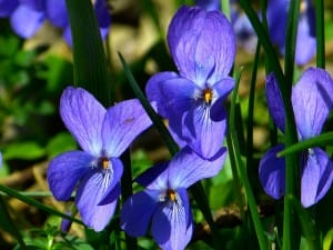 Flores que podem ser consumidas?