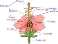 Estrutura de uma Flor