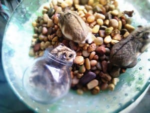 A alimentação dos hamsters é essencial para seu desenvolvimento.