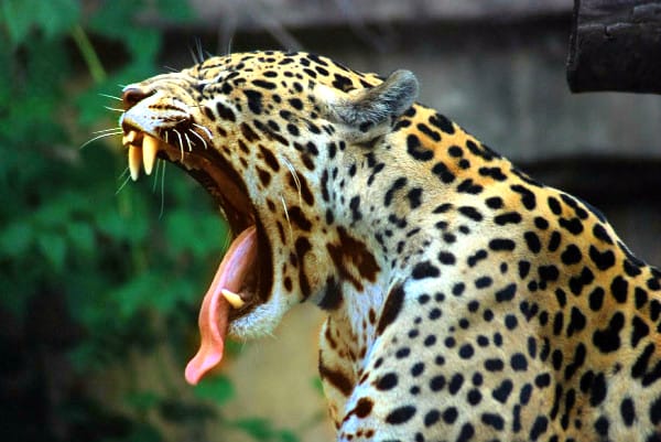 A onça pintada é um animal de pelugem muito vendida mundialmente.