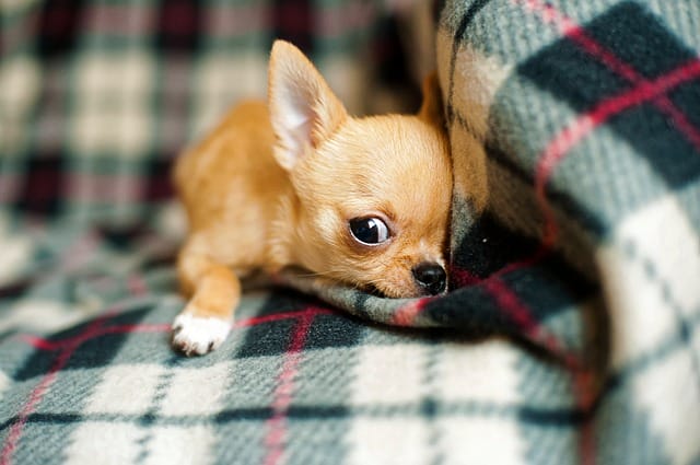 Cachorro com Pânico 