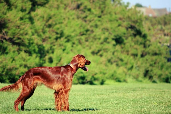 Uma das pelugens mais bonitas entre cachorros.