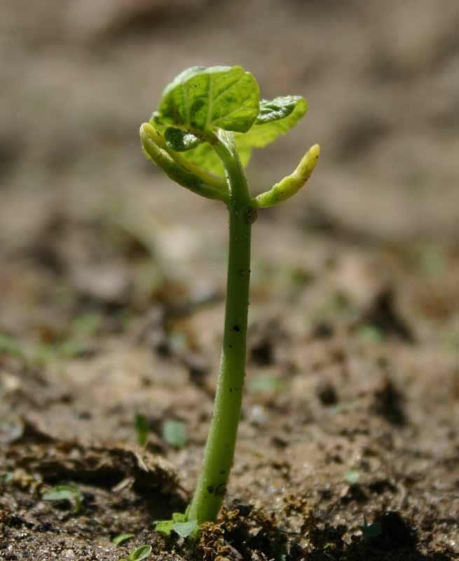 A formação dos solos propicia o surgimento da vida.