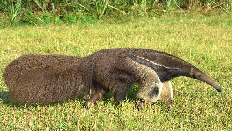 Tamanduá Bandeira