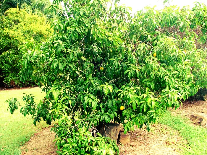 Abiu cutite - planta medicinal que combate a celulite (Foto: Reprodução)