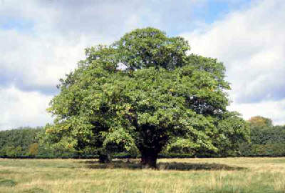 Andiroba ou Andirobeira (foto: reprodução)