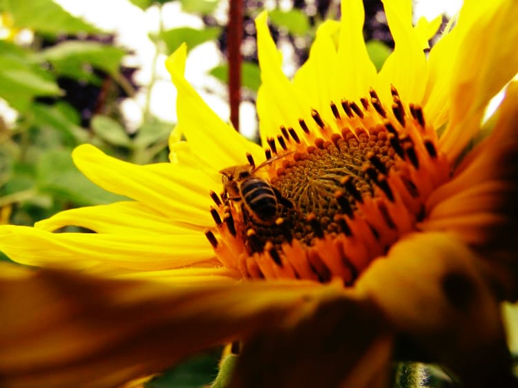 Os girassóis fazem parte do grupo de plantas que tem flores, as angiospermas. 