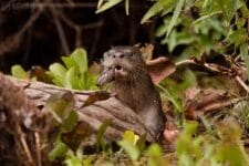 Nome Vientífico: Lontra longicaudis