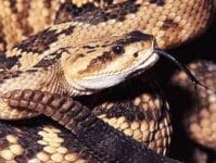 Nome Cientifico: Crotalus durissus