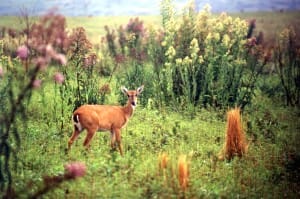 Nome científico: Ozotocerus bezoarticus