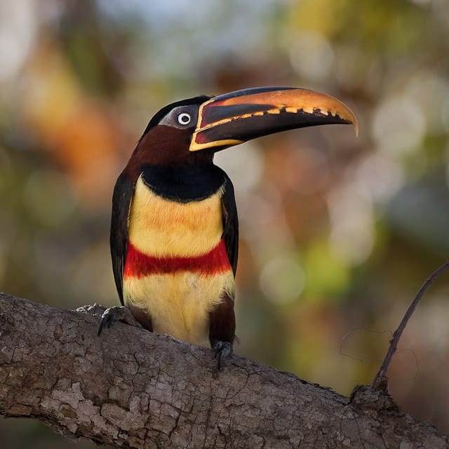 Araçari Castanho