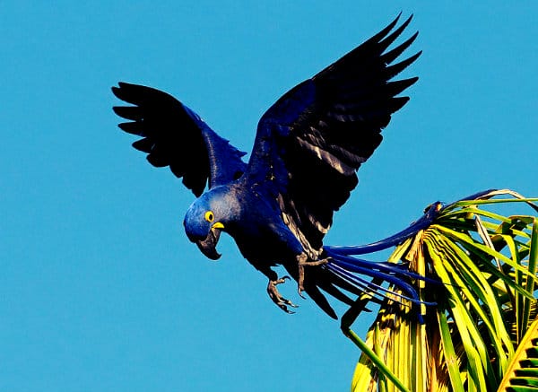 Arara azul grande (Foto: Reprodução) FONTE: http://www.venenosas.com.br/