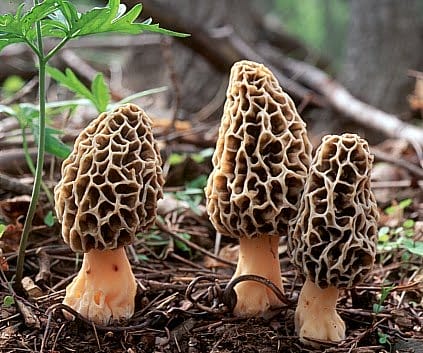 ascomiceto morchella