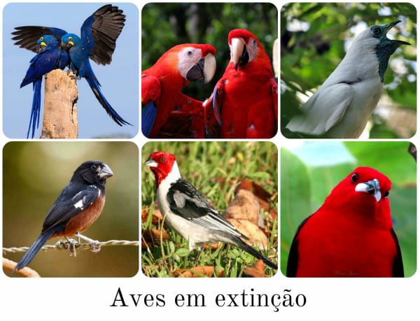 Aves em extinção no Brasil.