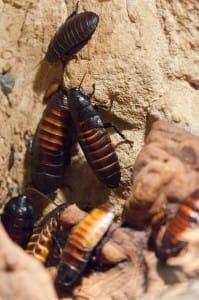 As baratas são os animais mais comuns eliminados na dedetização.