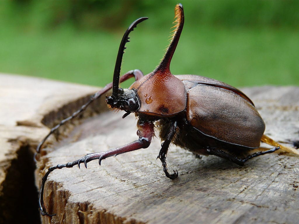 Esse pequeno animal, incrivelmente é o mais forte do mundo.