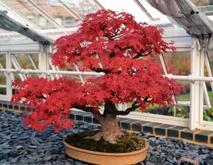 O bonsai é uma das árvores de pequeno porte mais bonitas e caras do mundo.