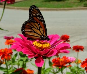 As borboletas são responsáveis por as flores o pólen.