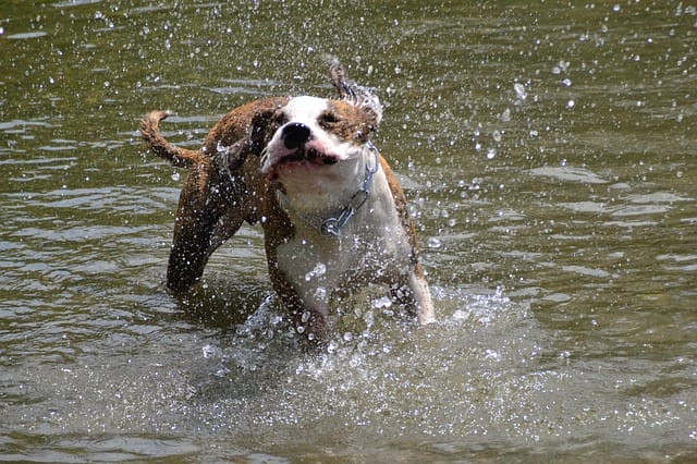 Cão tomando banho de rio.