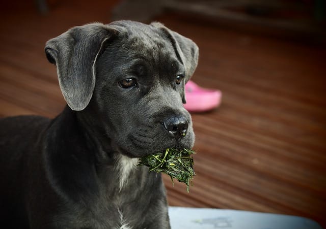 Cachorro comendo. 