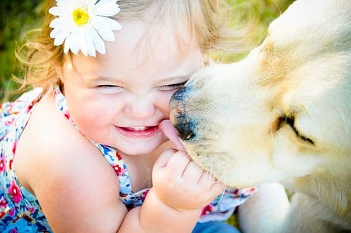 Os cachorros lambem para demonstrar afeto