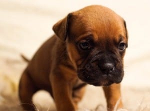 Tristeza excessiva em cachorros indica depressão.