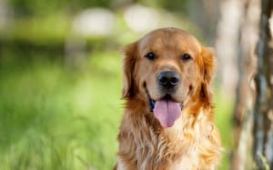 É necessário cuidar do habitat do seu cachorro antes de tratá-lo.