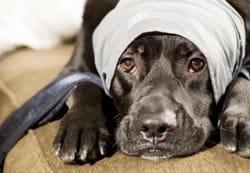 Cães com tontura começam a apresentar tristeza e falta de ânimo.