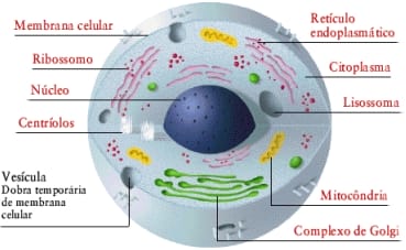 celula esquema