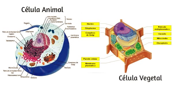 Veja aqui as diferenças entre as células animal e vegetal