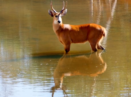 Cervo do Pantanal