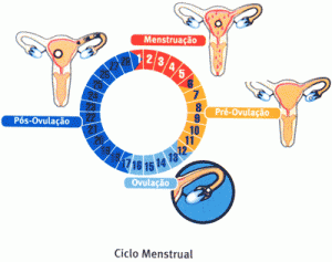 A maneira como funciona o ciclo menstrual