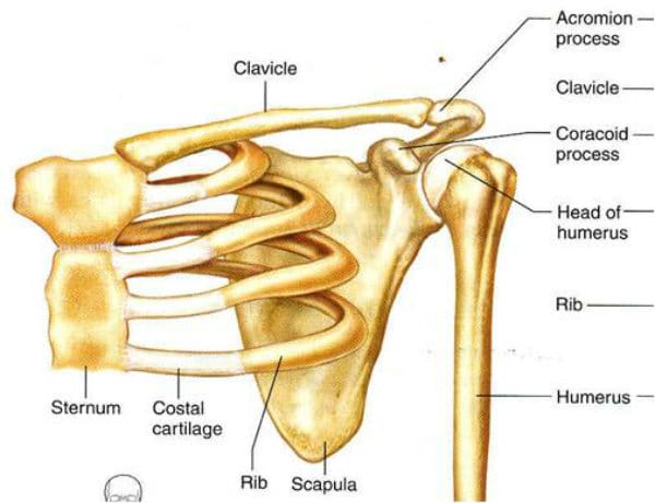 Rresponsável por fazer a sustentação do corpo e crânio, em conjunto com os ossos do pescoço.