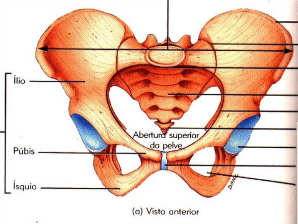 Ossos responsáveis por fazer a região pélvica, bem como a virilha. 