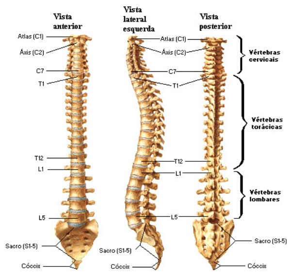 Uma das partes composta por ossos mais importante do corpo.