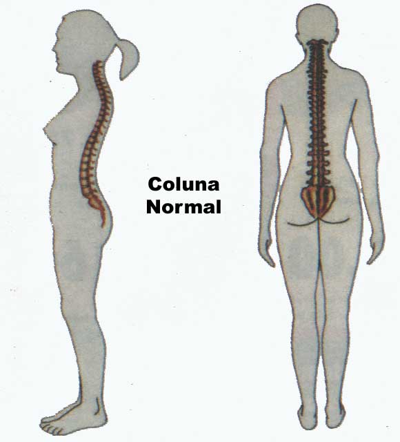 Esquema de coluna vertebral (foto: reprodução)