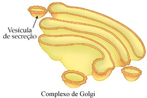 Complexo de Golgi - representação 