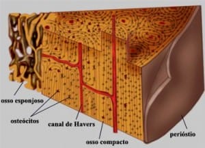 Tecido conjuntivo ósseo