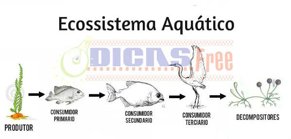 Ecossistema Aquático