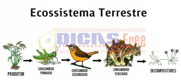 Ecossistema Terrestre