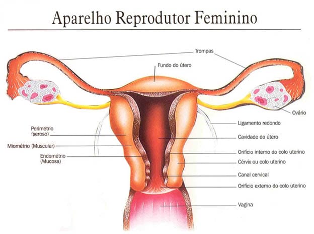 Esquema ilustrativo do aparelho reprodutor feminino